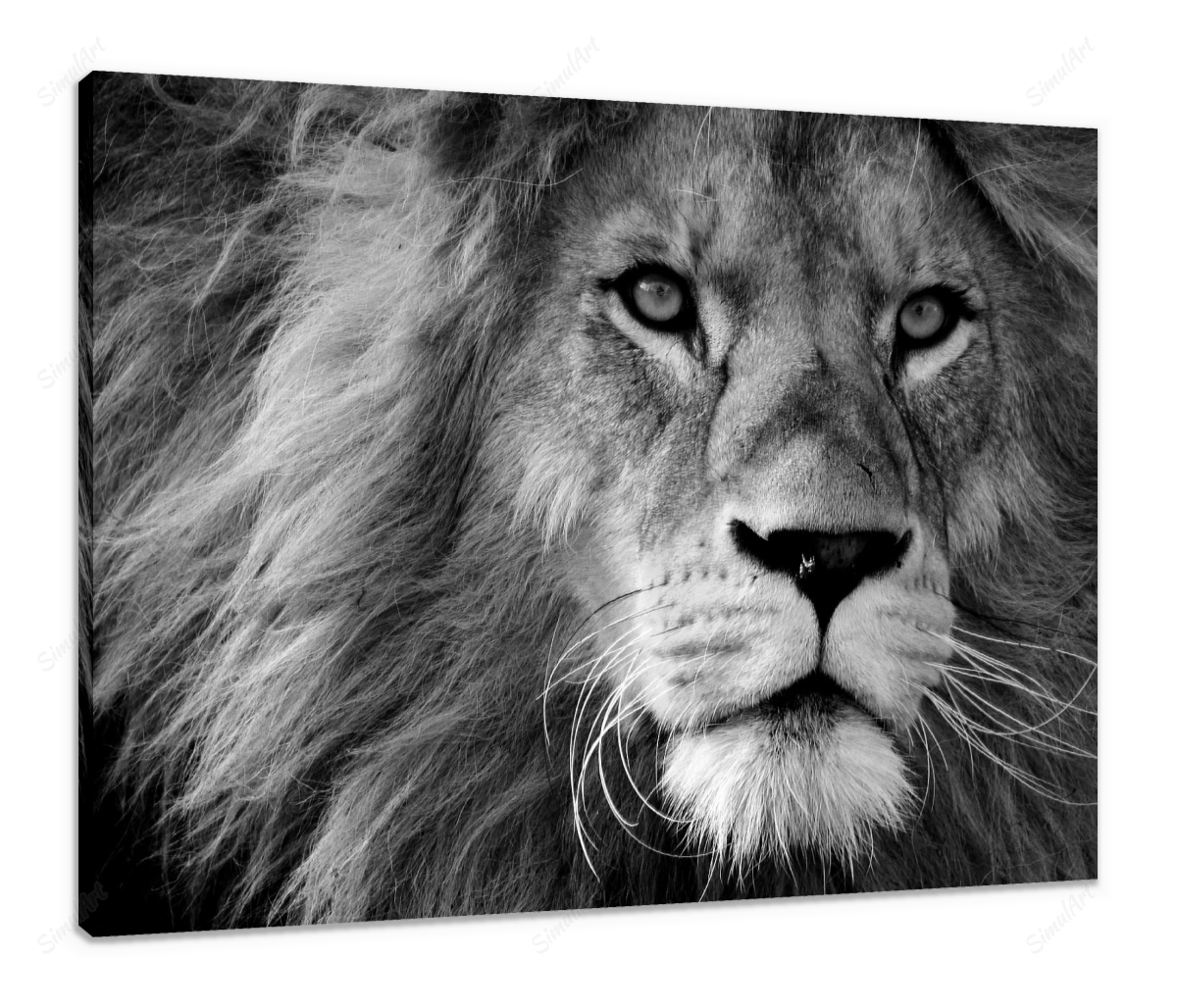 Lion 3260558 Black&White