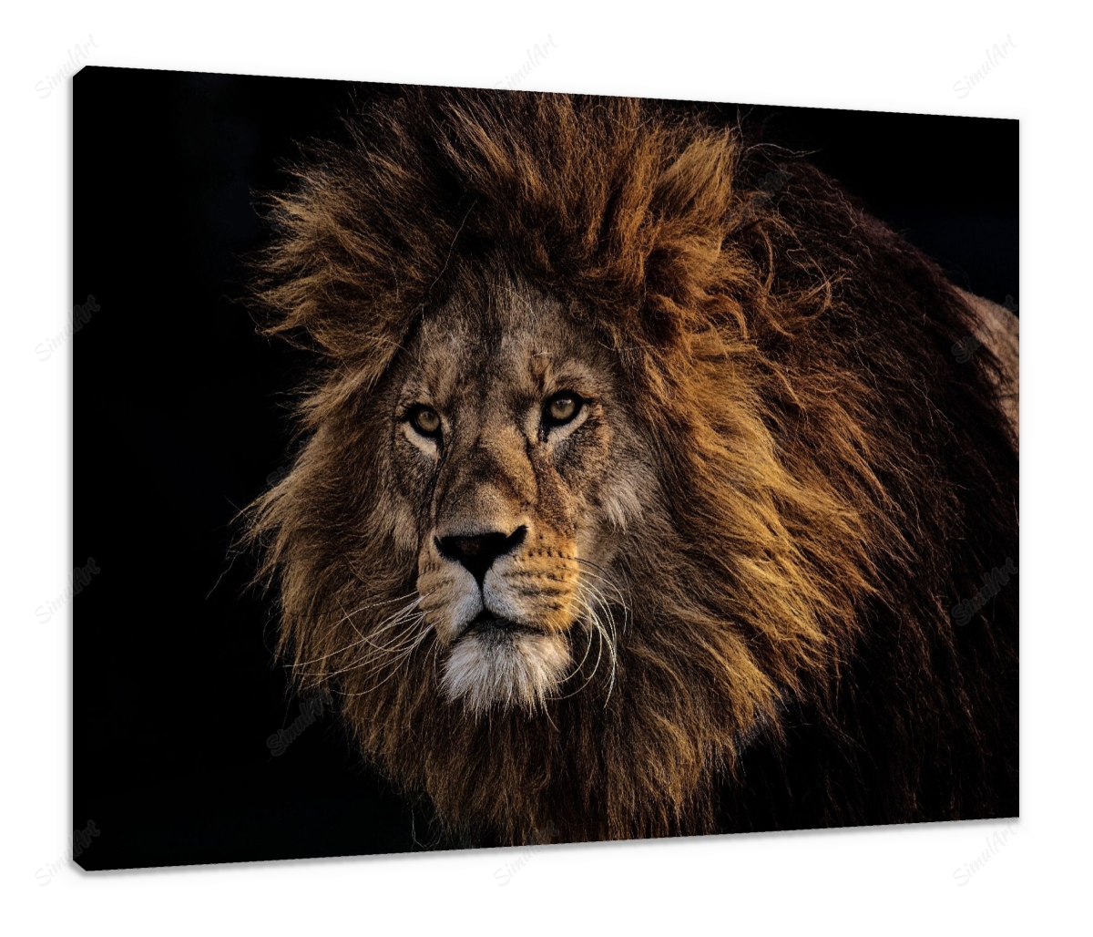 Lion 3574819 Color