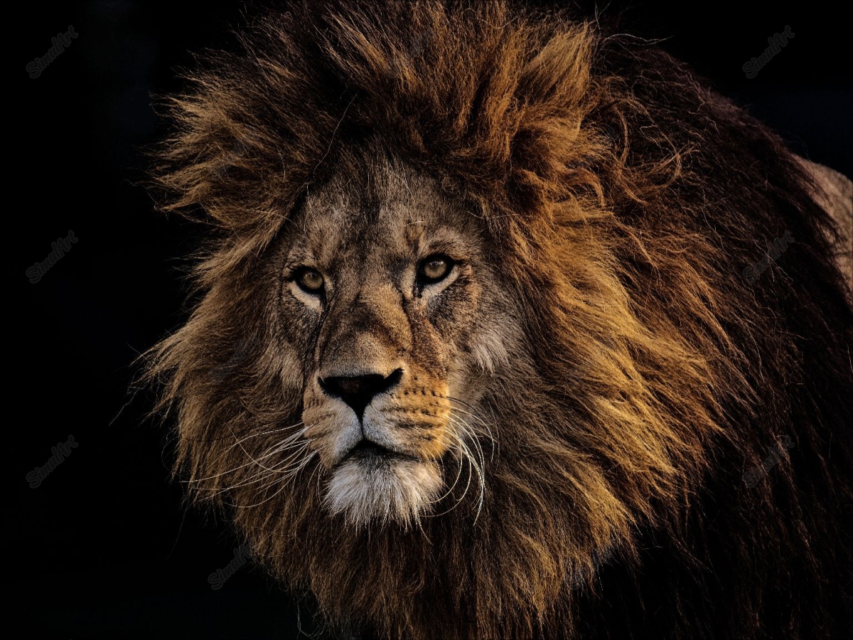 Lion 3574819 Color
