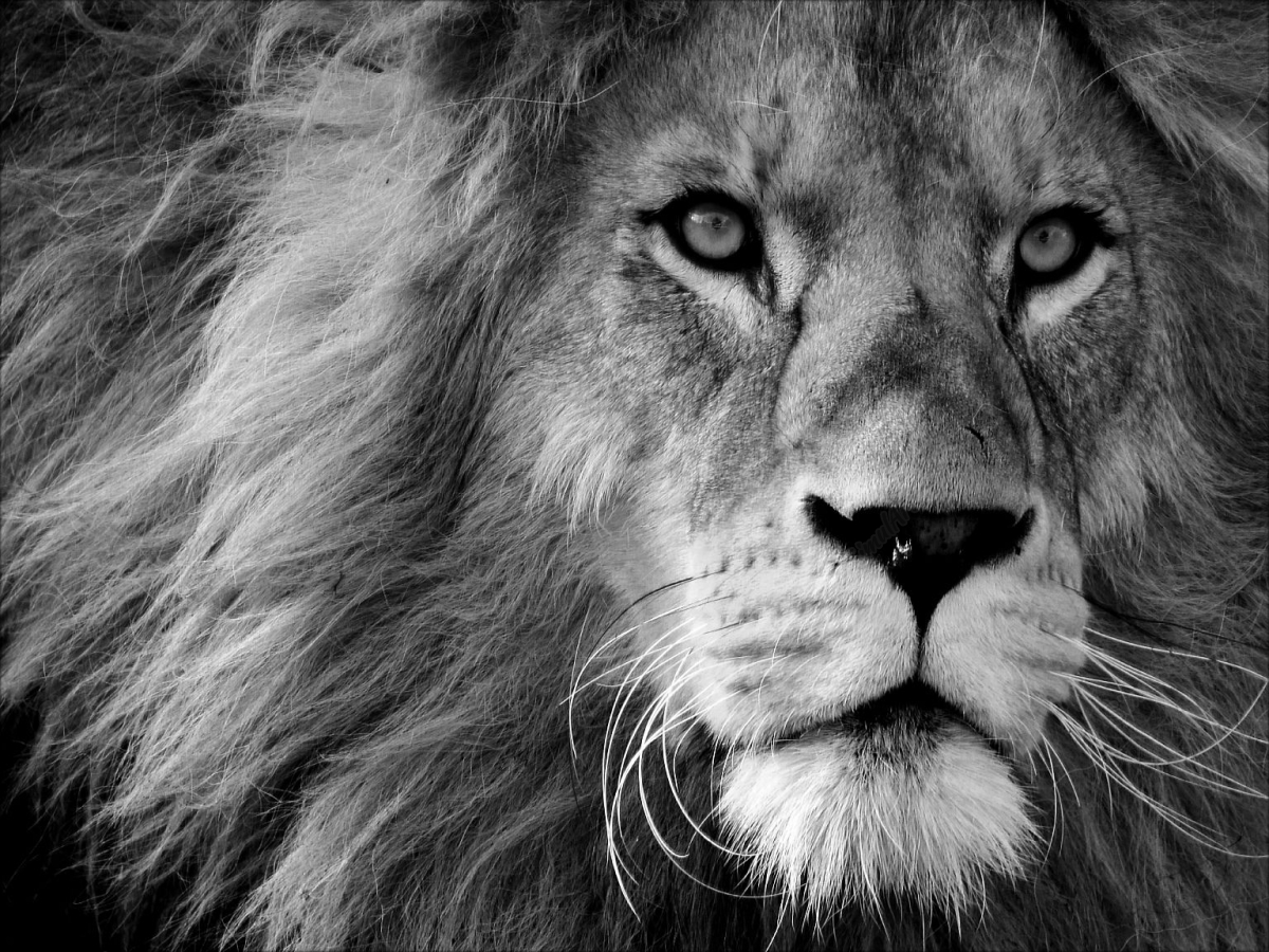 Lion 3260558 Black&White