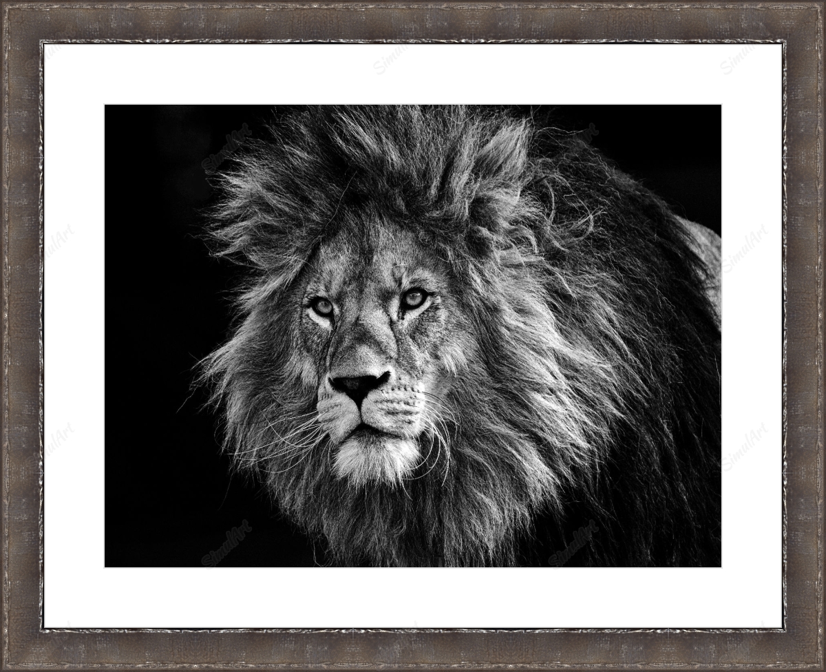 Lion 3574819