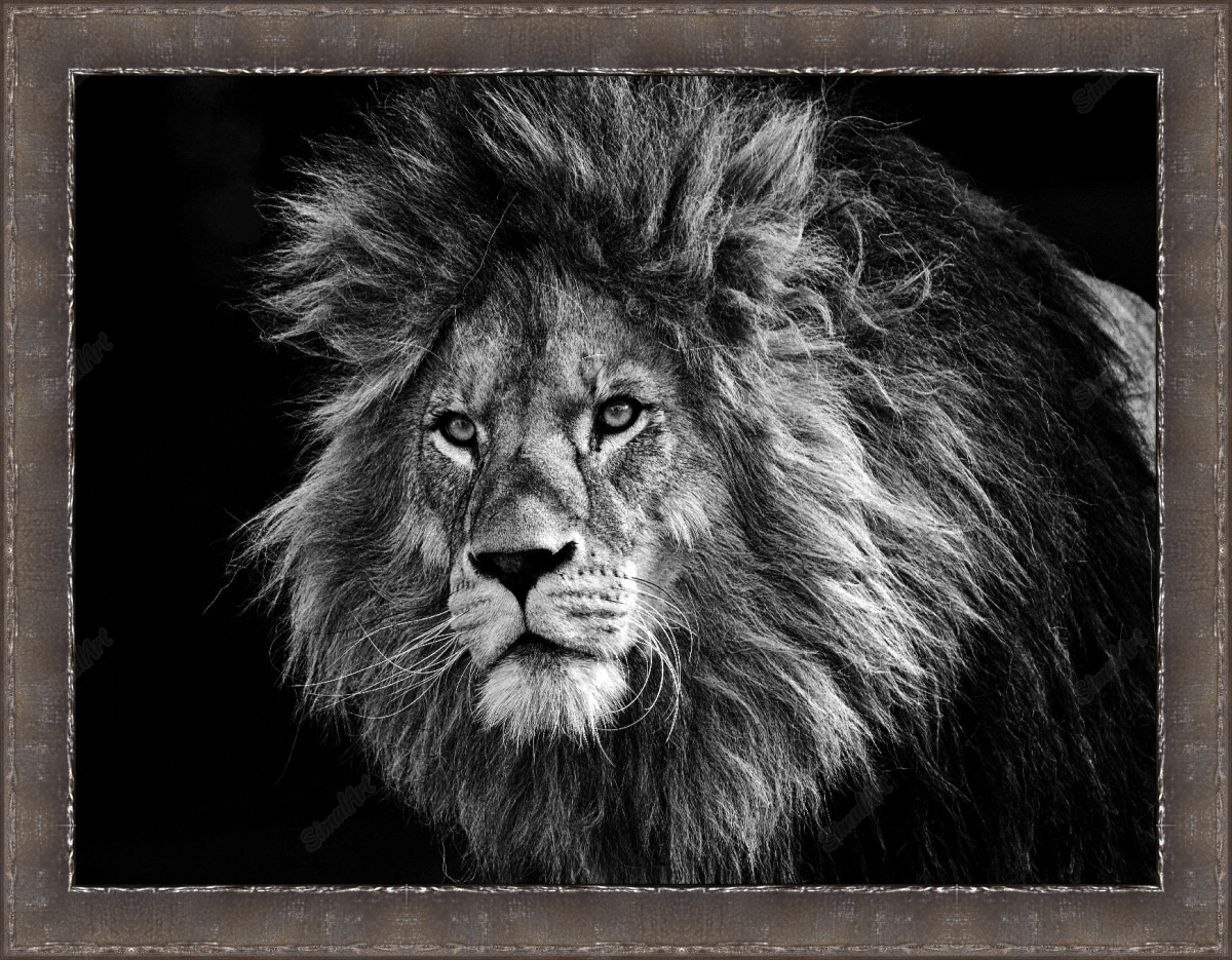 Lion 3574819