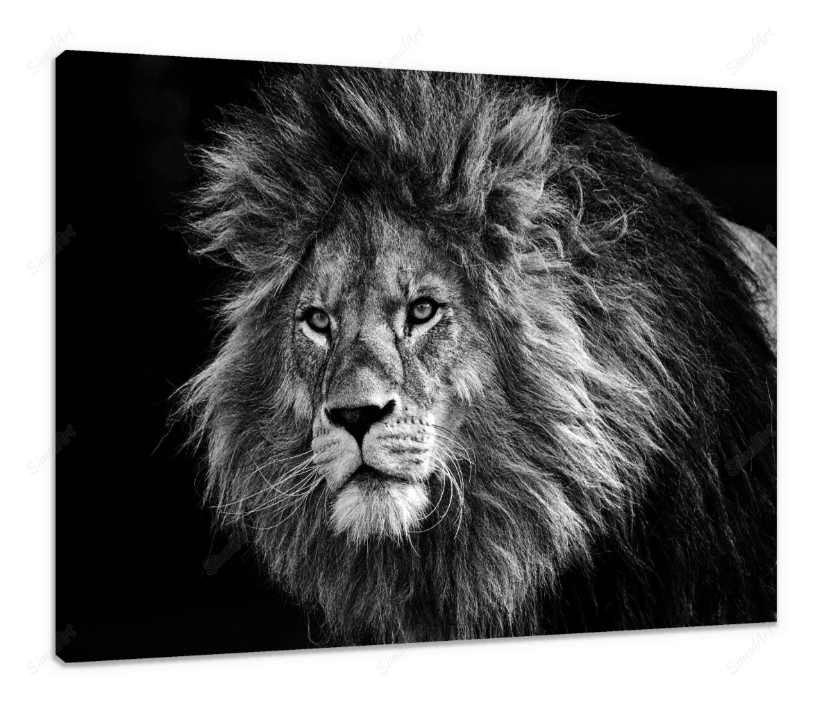 Lion 3574819